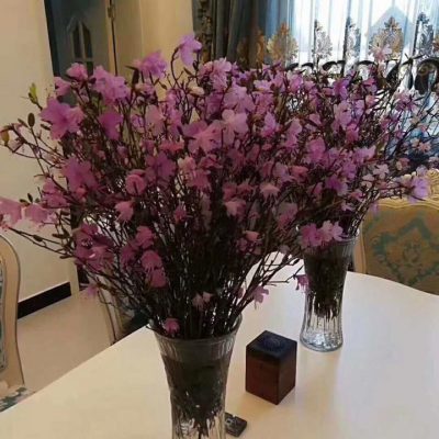 Phát sốt với hoa đỗ quyên khô 'ngủ đông' siêu lạ