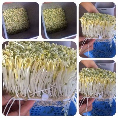 THIẾT BỊ LÀM RAU GIÁ SẠCH ĐA NĂNG ĐT-103 – PHIÊN BẢN TỰ ĐỘNG